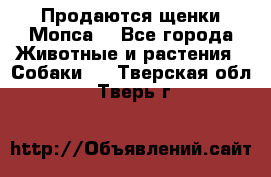 Продаются щенки Мопса. - Все города Животные и растения » Собаки   . Тверская обл.,Тверь г.